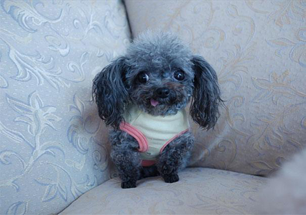 Смешные животные, потерявшие контроль над своим языком смешные животные, животные высунутый язык, животные глупый вид, язык наружу