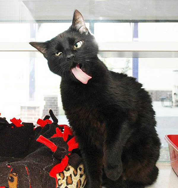 Смешные животные, потерявшие контроль над своим языком смешные животные, животные высунутый язык, животные глупый вид, язык наружу