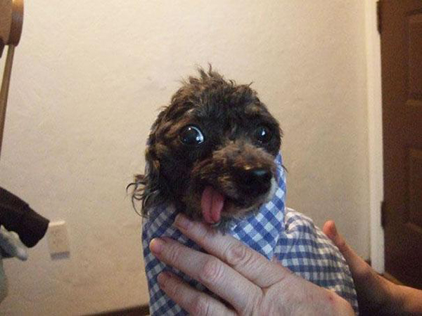 Смешные животные, потерявшие контроль над своим языком смешные животные, животные высунутый язык, животные глупый вид, язык наружу