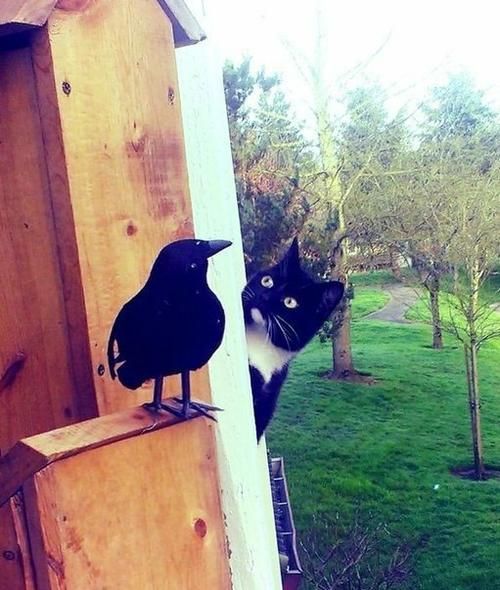 Позитив, юмор, смешные фотографии 