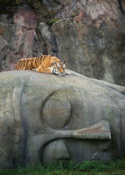 трогательные моменты, милые фотографии, трогающие сникми