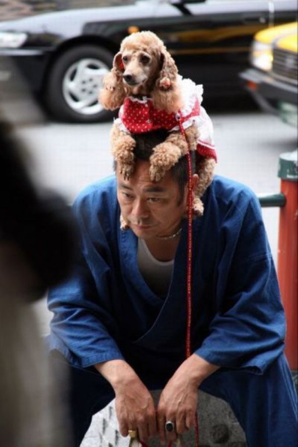 Порция безумств от японцев, которые видят этот мир по-своему сумасшедшие японцы, тем временем в Японии