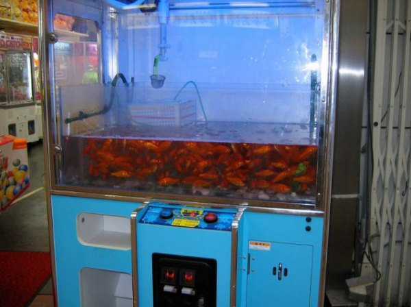 Порция безумств от японцев, которые видят этот мир по-своему сумасшедшие японцы, тем временем в Японии