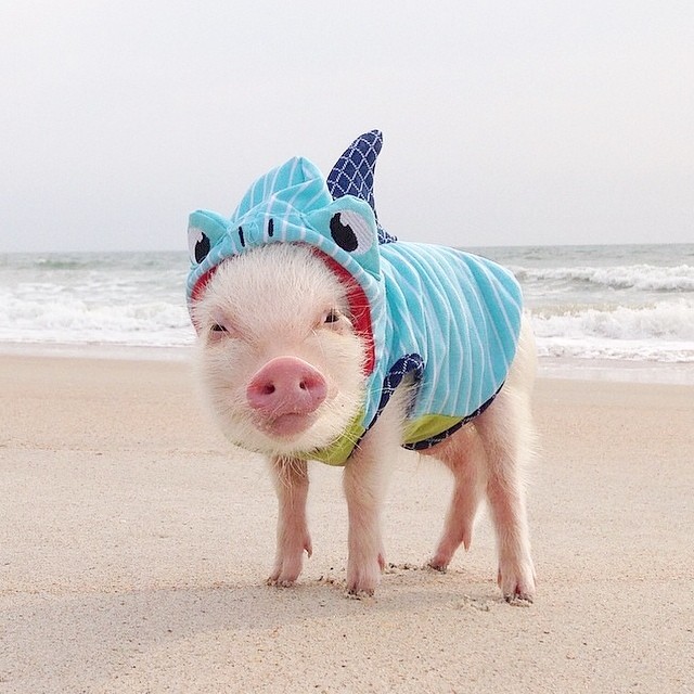 Priscilla pig, Присцилла мини поросёнок