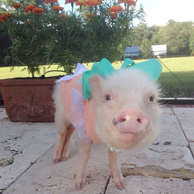 Priscilla pig, Присцилла мини поросёнок