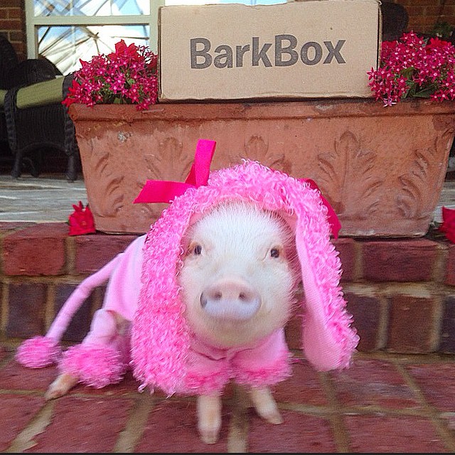 Priscilla pig, Присцилла мини поросёнок