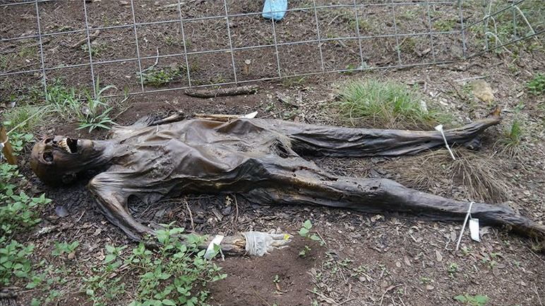 Freeman Ranch, Ранчо Фримена, фермы изучающие разложение человеческих тел, ферма тела разлагаются