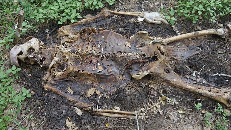 Freeman Ranch, Ранчо Фримена, фермы изучающие разложение человеческих тел, ферма тела разлагаются