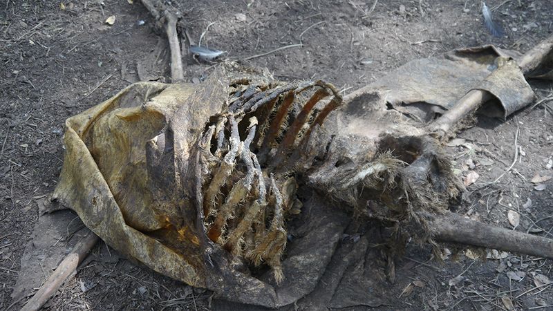 Freeman Ranch, Ранчо Фримена, фермы изучающие разложение человеческих тел, ферма тела разлагаются