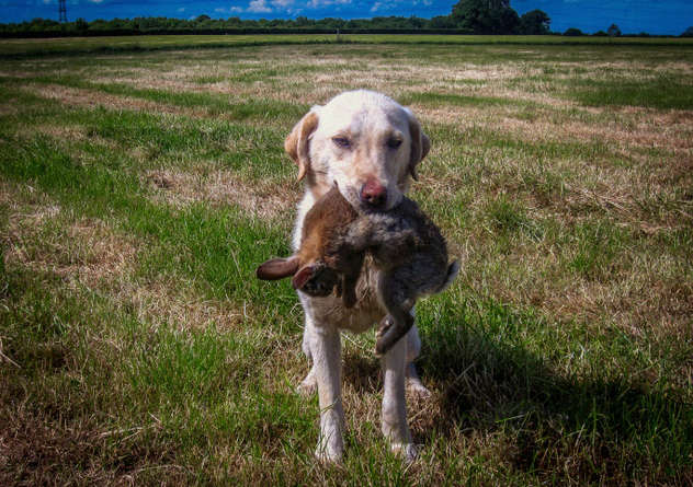 Странные явления нашей жизни, для которых на самом деле существуют обозначения явления для которых существуют термины, Странные явления нашей жизни