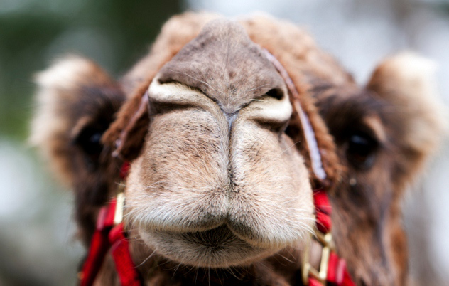 Странные явления нашей жизни, для которых на самом деле существуют обозначения явления для которых существуют термины, Странные явления нашей жизни