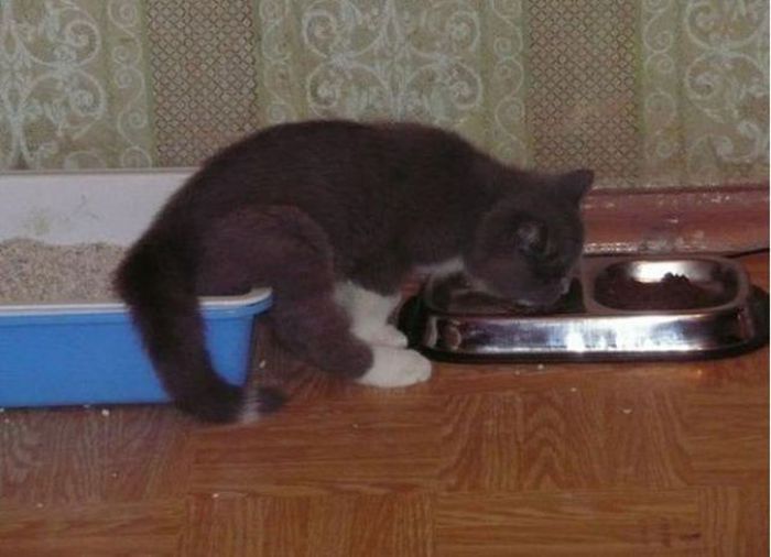 современные Цезари, несколько дел одновременно, люди, смешное