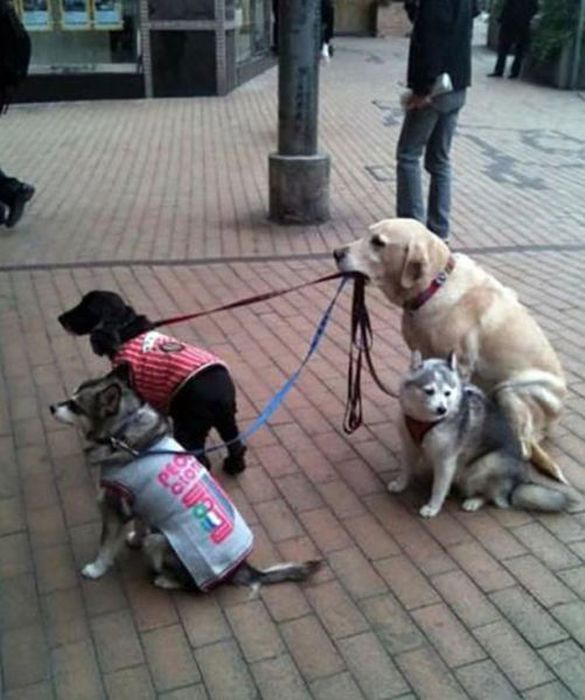 современные Цезари, несколько дел одновременно, люди, смешное