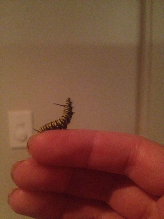 Девушка, нашла, гусеницу, вырастила. бабочку