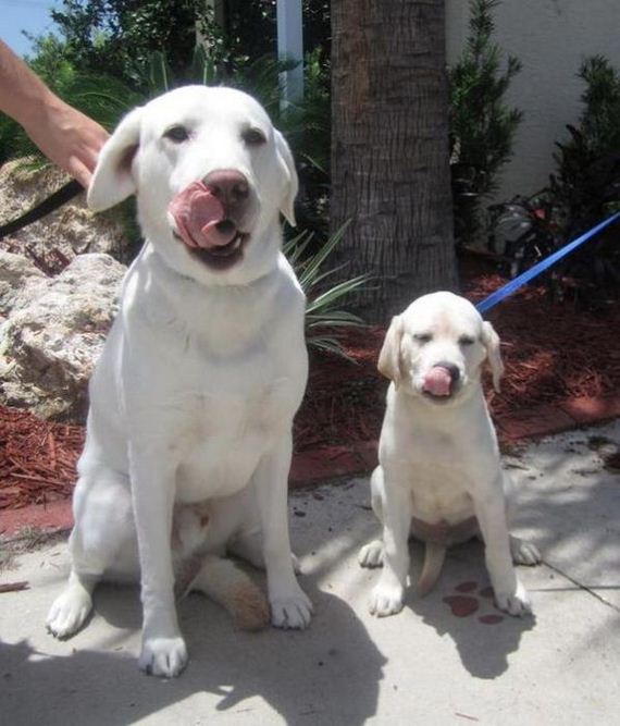 А сынок то - весь в отца! Смешные фотографии пап со своими маленькими копиями Смешные фотографии, папы, сыновья, дети, маленькиме копии