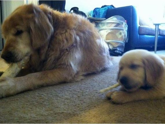 А сынок то - весь в отца! Смешные фотографии пап со своими маленькими копиями Смешные фотографии, папы, сыновья, дети, маленькиме копии