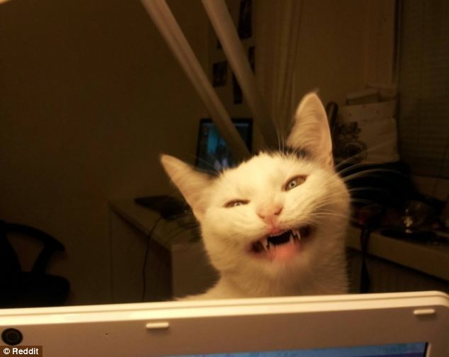 злые коты, коты планирующие убить хозяина, кошки задумавшие нехорошее