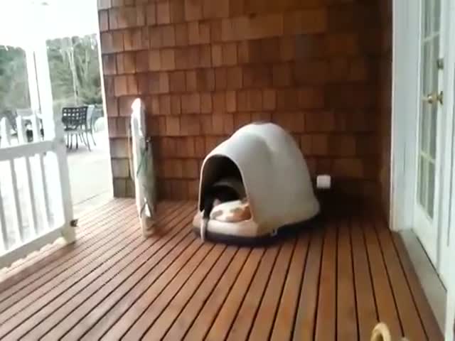 сколько собак в конуре, домик для собак видео