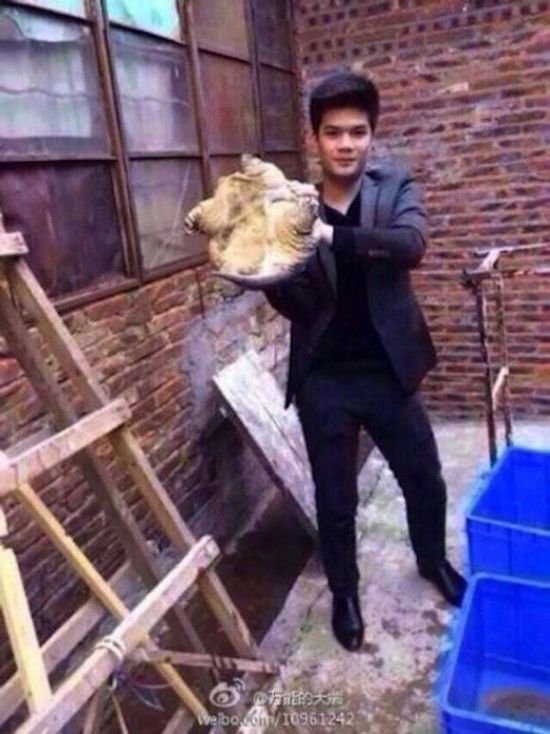 За губу укусила черепаха, отек лица от укуса, укусил трионикс