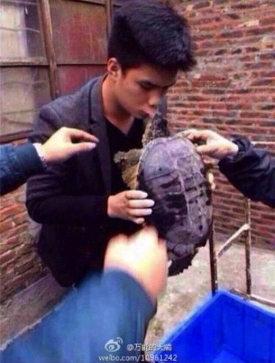 За губу укусила черепаха, отек лица от укуса, укусил трионикс