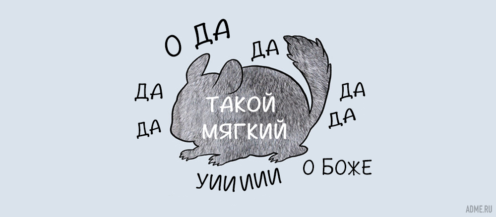 как гладить животных, где нельзя гладить животных