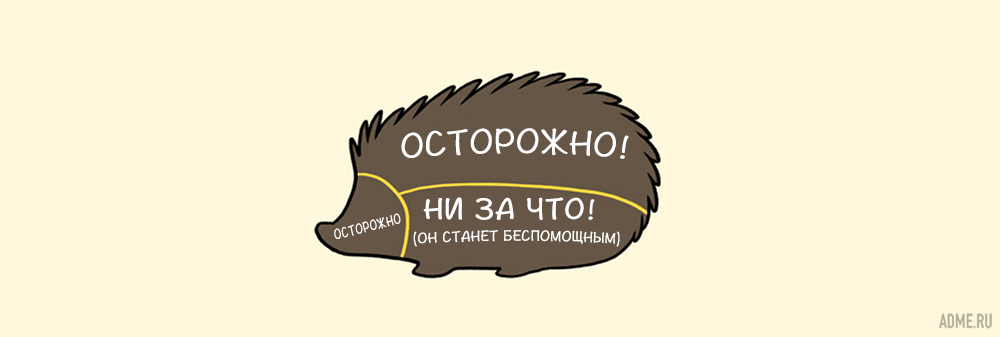 Почему нельзя гладить морских котиков. Где надо гладить животных. Где чесать кошку. Схема где можно гладить животных.