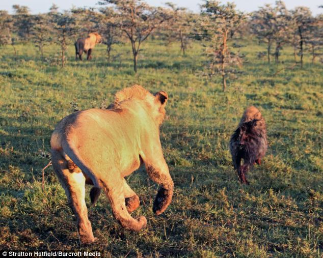 Гиена в туше слона, гиена спряталась в слоне, гиена спряталась от львов