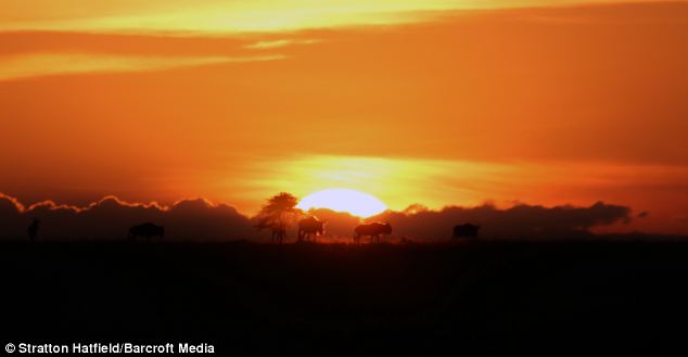 Гиена в туше слона, гиена спряталась в слоне, гиена спряталась от львов
