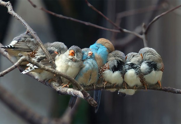 милые детеныши животных, малыши животные, детеныши животных фото