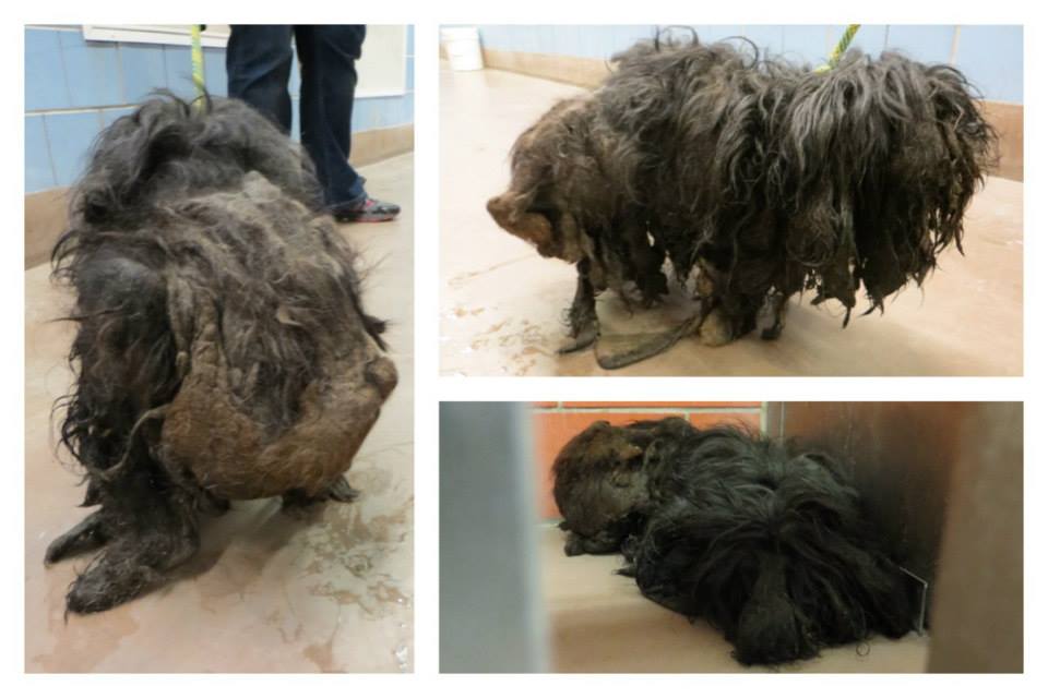 Преображение комка шерсти и грязи в ухоженную собаку Trio Animal Foundation, Ellen dog, собака Эллен, до и после спасения