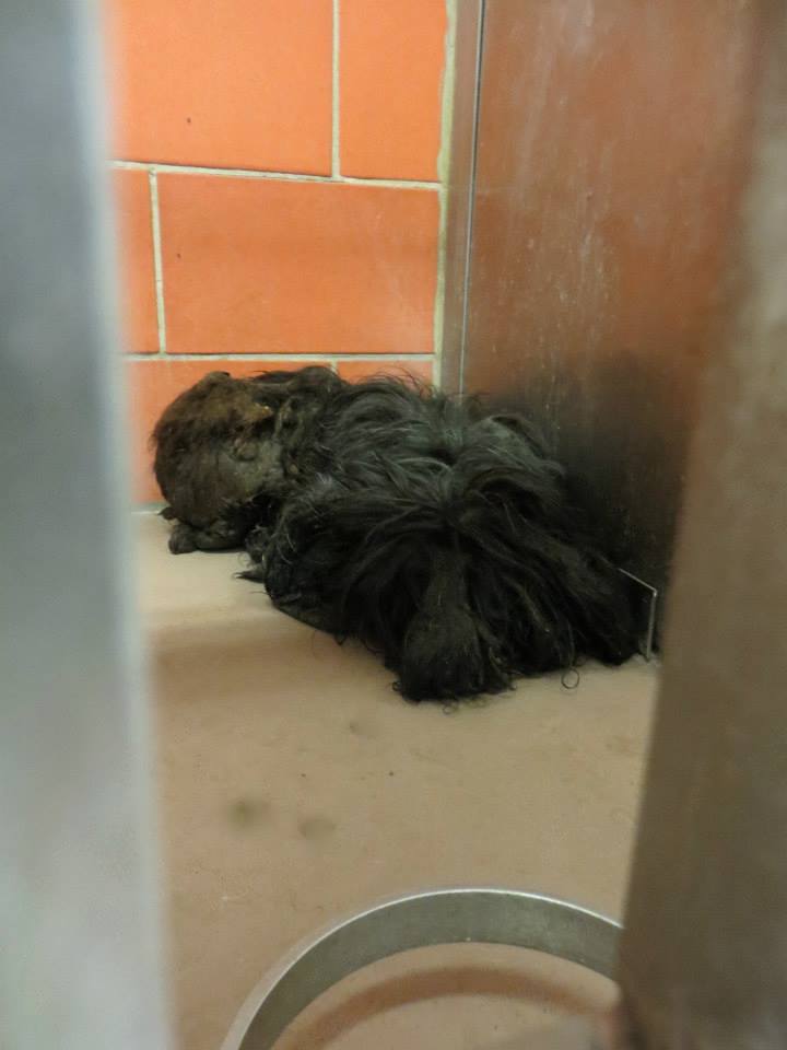 Преображение комка шерсти и грязи в ухоженную собаку Trio Animal Foundation, Ellen dog, собака Эллен, до и после спасения