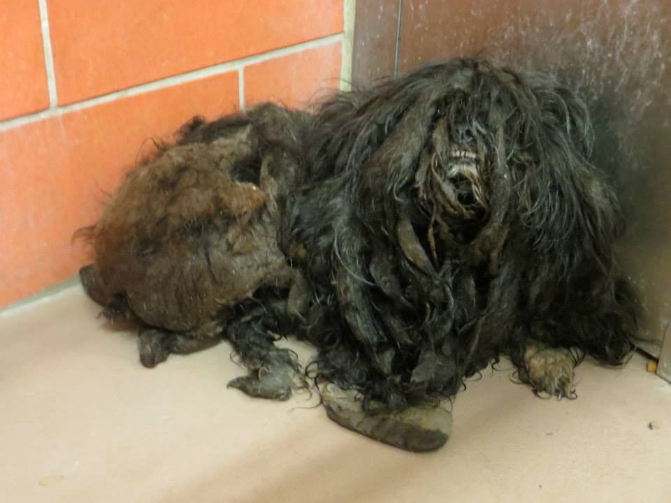 Преображение комка шерсти и грязи в ухоженную собаку Trio Animal Foundation, Ellen dog, собака Эллен, до и после спасения