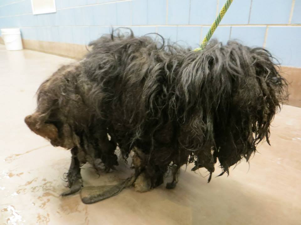 Преображение комка шерсти и грязи в ухоженную собаку Trio Animal Foundation, Ellen dog, собака Эллен, до и после спасения