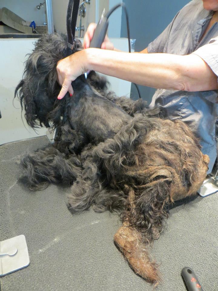 Преображение комка шерсти и грязи в ухоженную собаку Trio Animal Foundation, Ellen dog, собака Эллен, до и после спасения