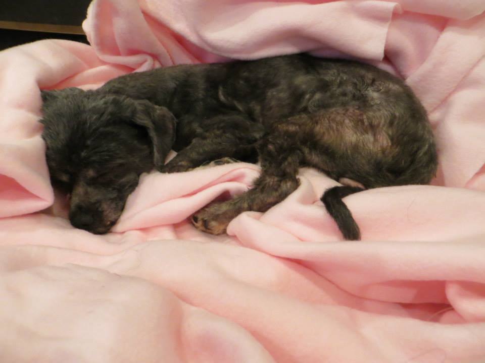 Преображение комка шерсти и грязи в ухоженную собаку Trio Animal Foundation, Ellen dog, собака Эллен, до и после спасения