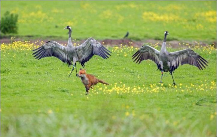 аисты прогнали лисицу, журавли спасли птенцов, журавли птенцы лисица