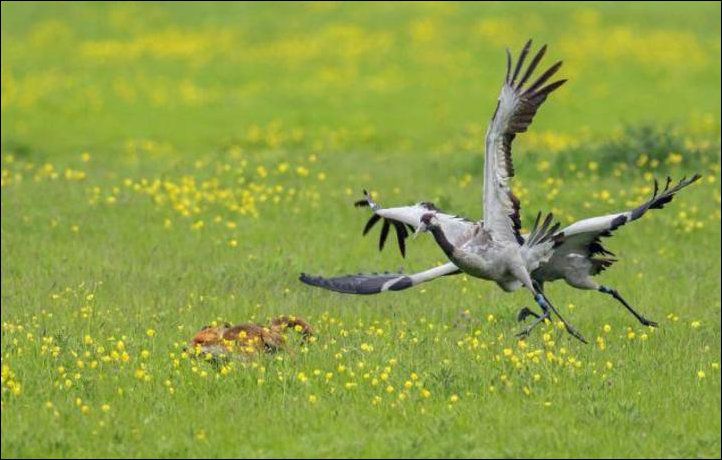 аисты прогнали лисицу, журавли спасли птенцов, журавли птенцы лисица