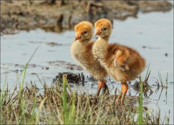аисты прогнали лисицу, журавли спасли птенцов, журавли птенцы лисица