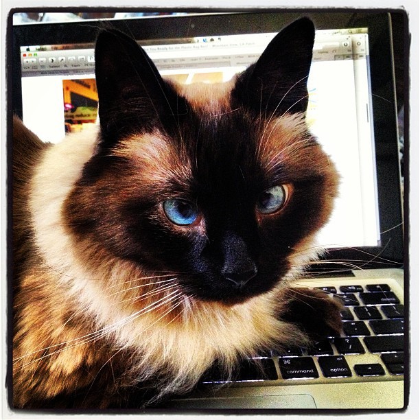 коты в неожиданных местах, Коты, которые всегда рады помочь своему хозяину