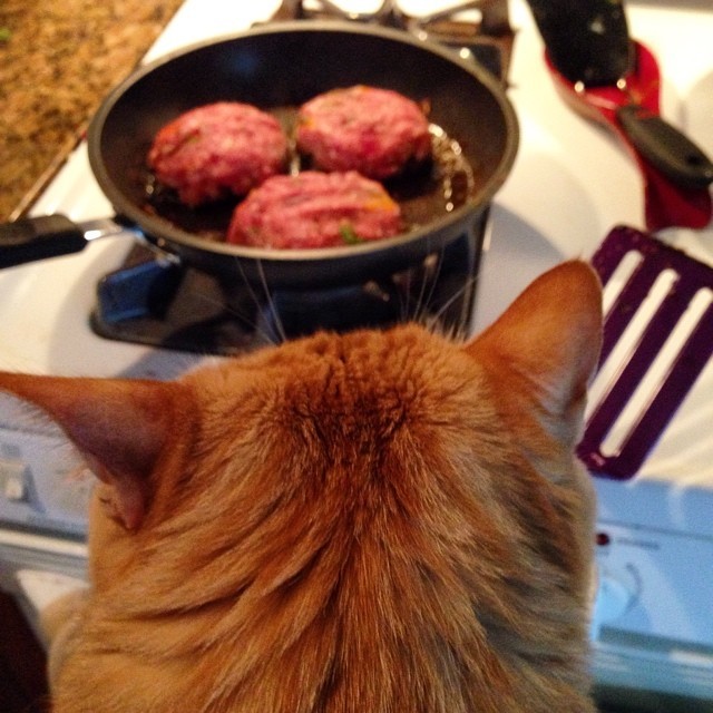 коты в неожиданных местах, Коты, которые всегда рады помочь своему хозяину