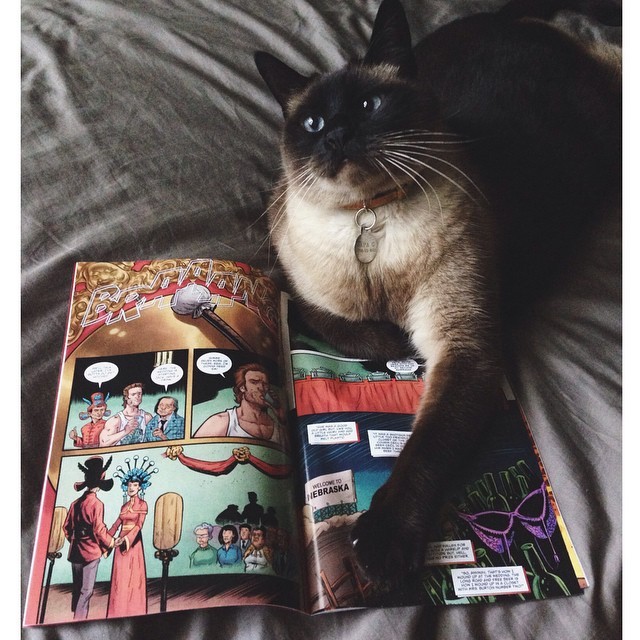 коты в неожиданных местах, Коты, которые всегда рады помочь своему хозяину