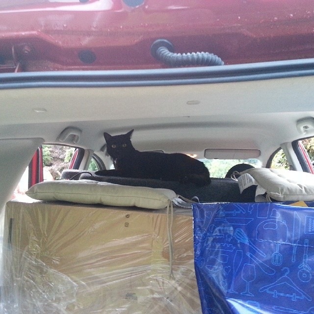 коты в неожиданных местах, Коты, которые всегда рады помочь своему хозяину