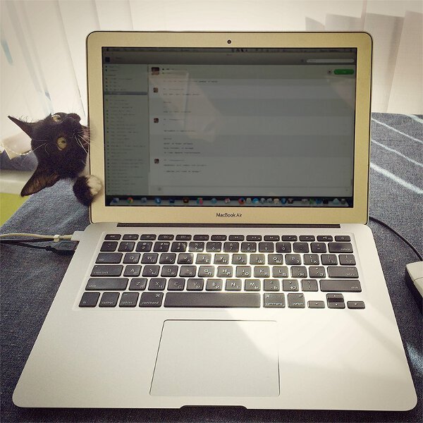 коты в неожиданных местах, Коты, которые всегда рады помочь своему хозяину