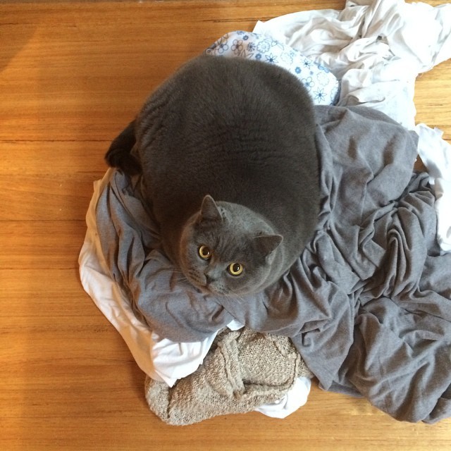 коты в неожиданных местах, Коты, которые всегда рады помочь своему хозяину