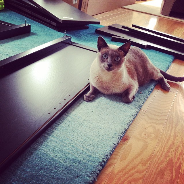 коты в неожиданных местах, Коты, которые всегда рады помочь своему хозяину