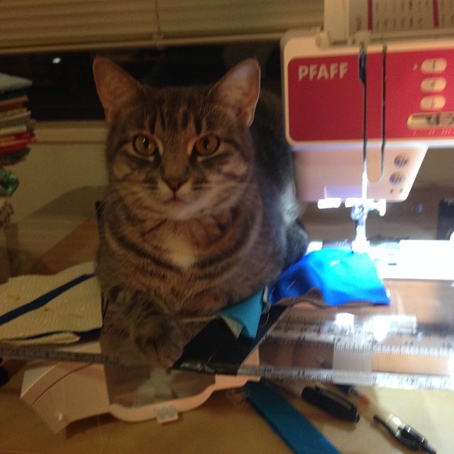 коты в неожиданных местах, Коты, которые всегда рады помочь своему хозяину