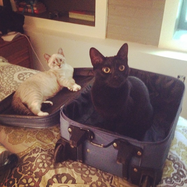 коты в неожиданных местах, Коты, которые всегда рады помочь своему хозяину