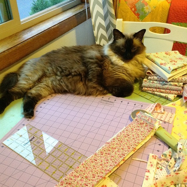 коты в неожиданных местах, Коты, которые всегда рады помочь своему хозяину