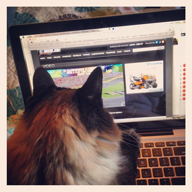 коты в неожиданных местах, Коты, которые всегда рады помочь своему хозяину