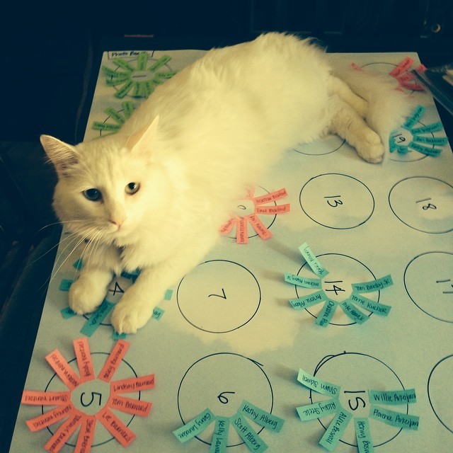 коты в неожиданных местах, Коты, которые всегда рады помочь своему хозяину